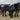 Draft Horses with a Forecart