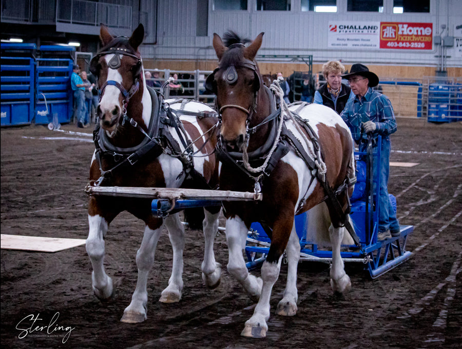 2024 Chore Horse Challenge