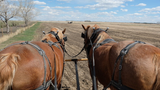 Why Your Horse Refuses to Pull the  Cart: Causes & Fixes