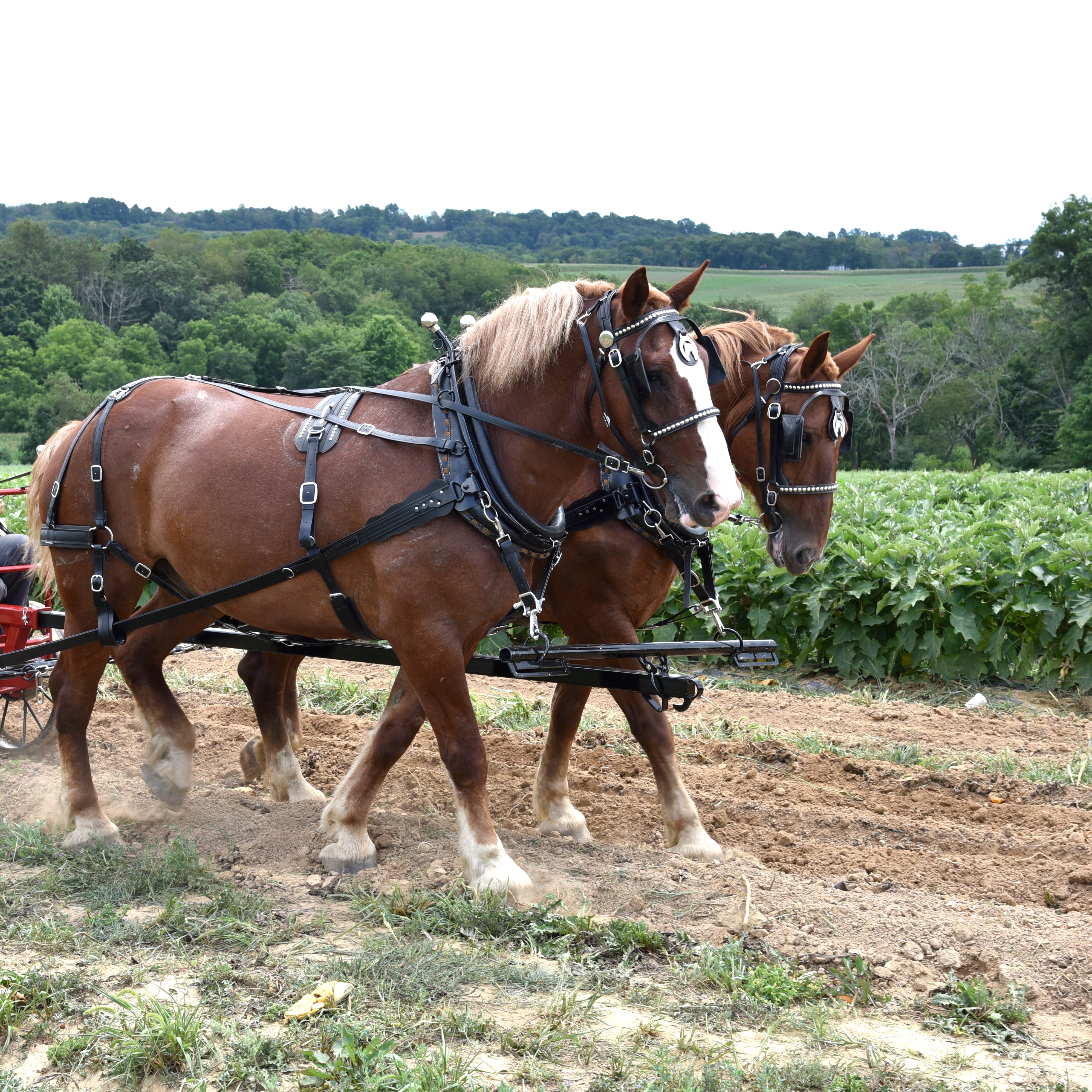 Farm Harness - Single or Team