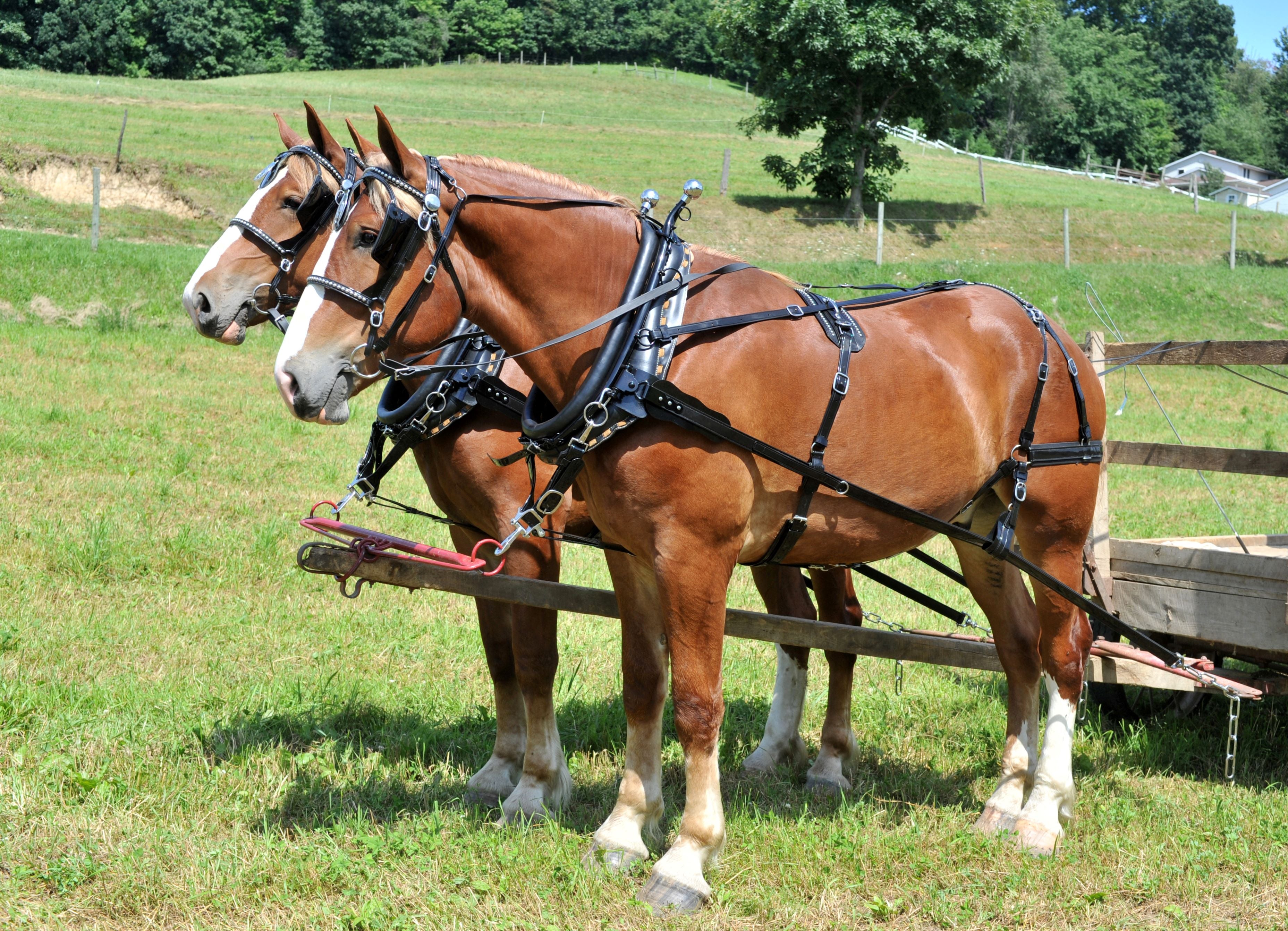 Farm Harness - Single or Team