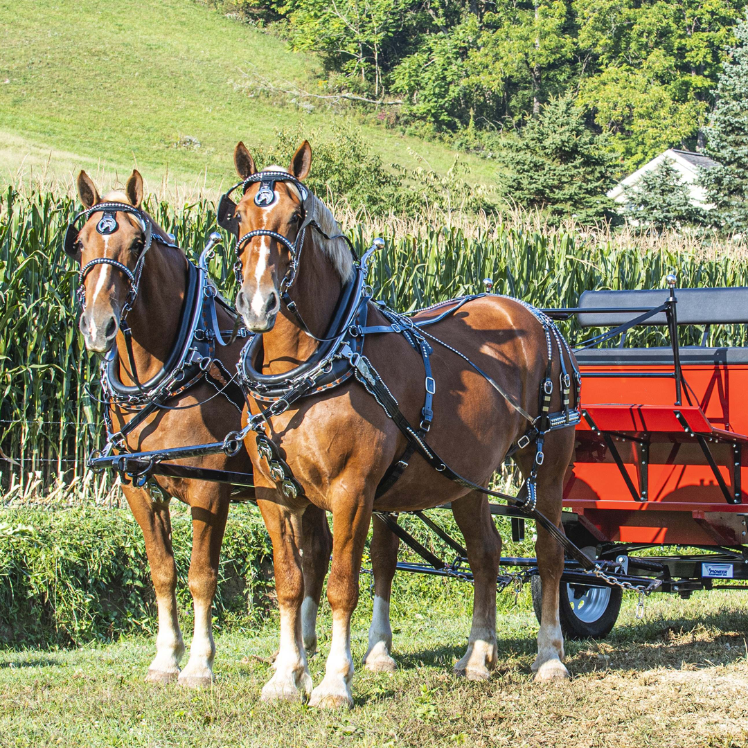 Parade Harness - Single or Team