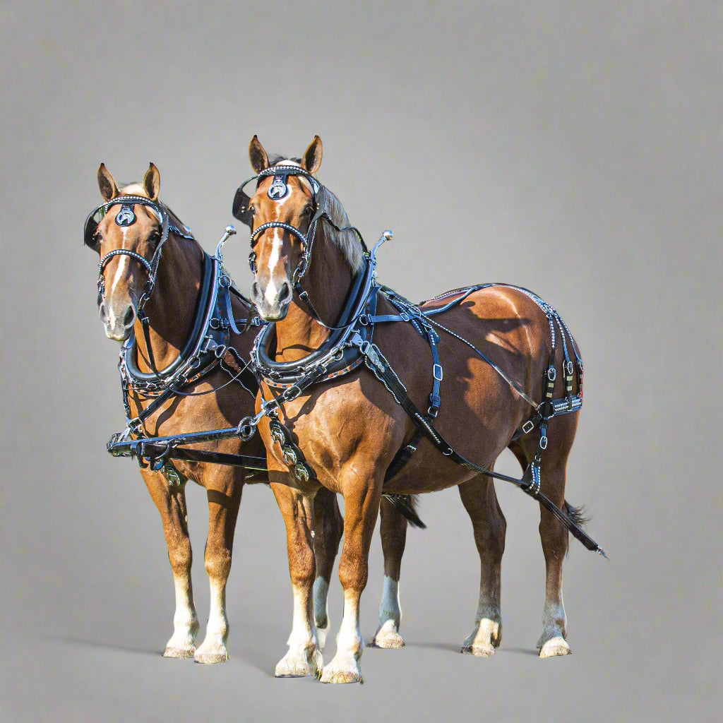 Parade Harness - Single or Team Pony Size