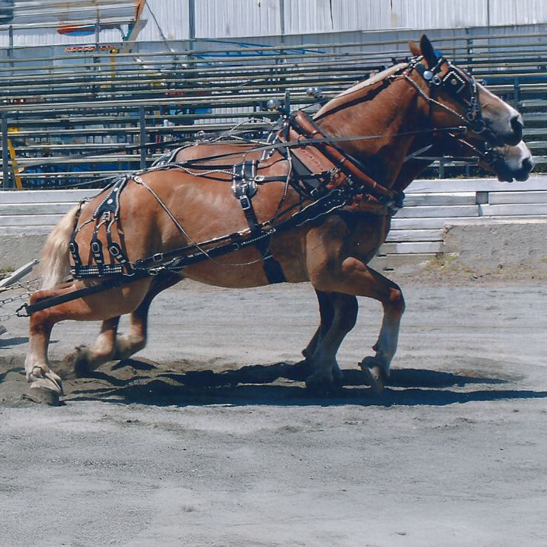 Team Pulling Harness Draft Size