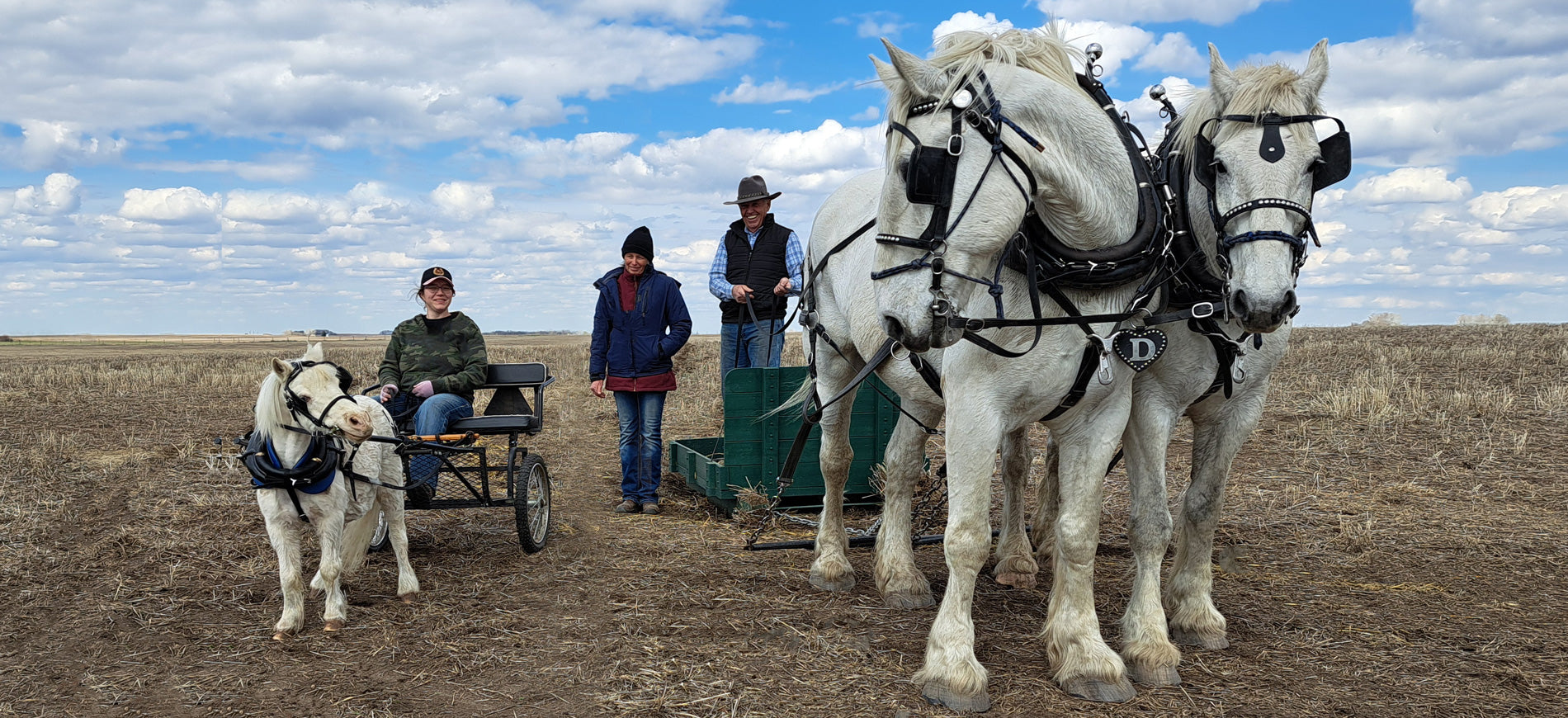 Alberta Carriage Supply