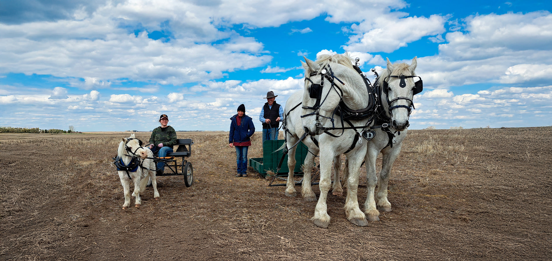 Miniature Horse, & 2 Draft horses with equipment