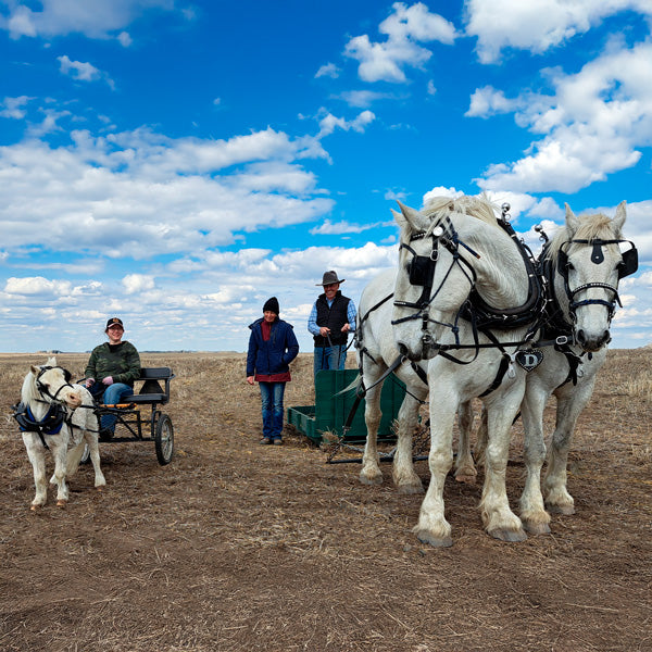 Miniature Horse, & 2 Draft horses with equipment