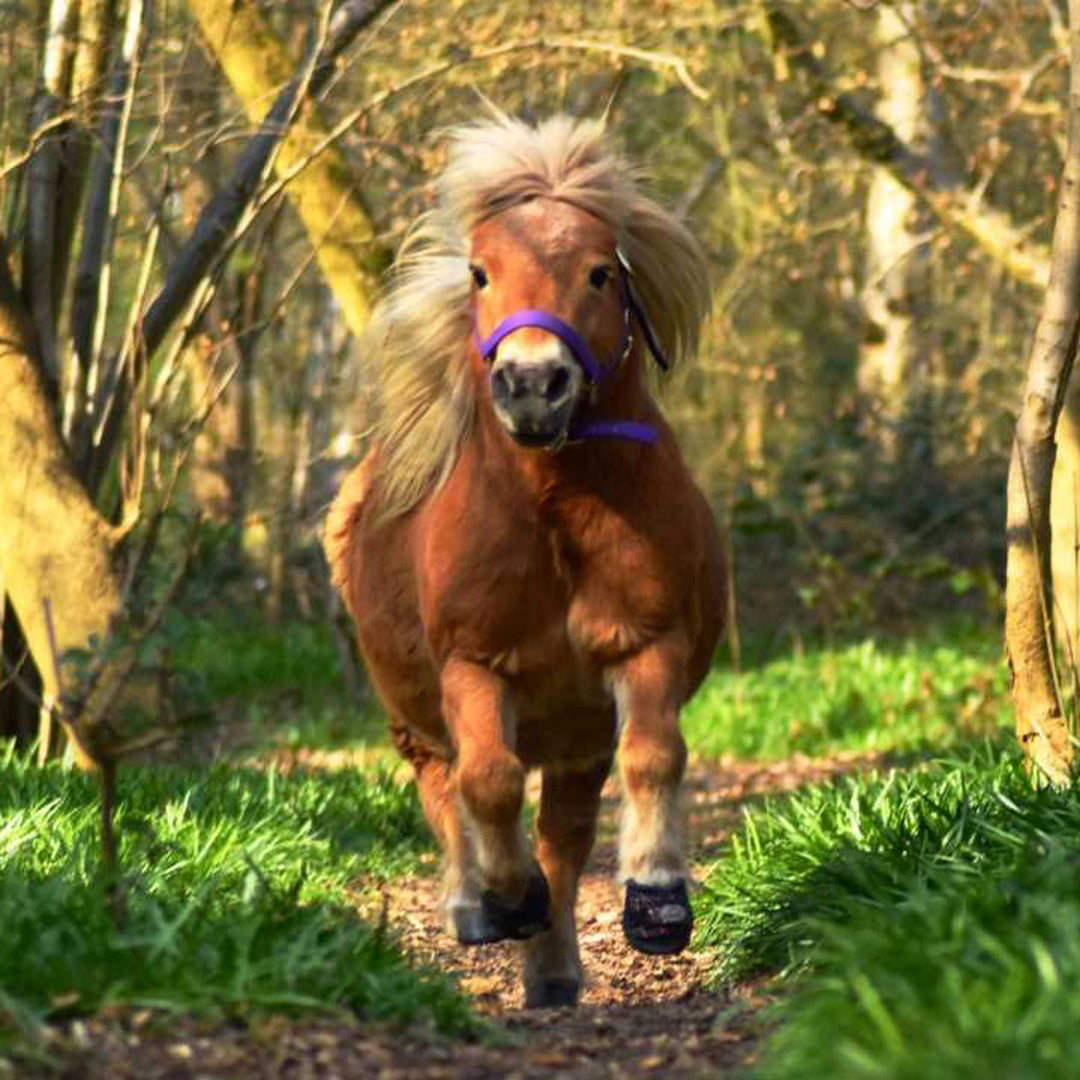 Cavallo-Cute Little Boots