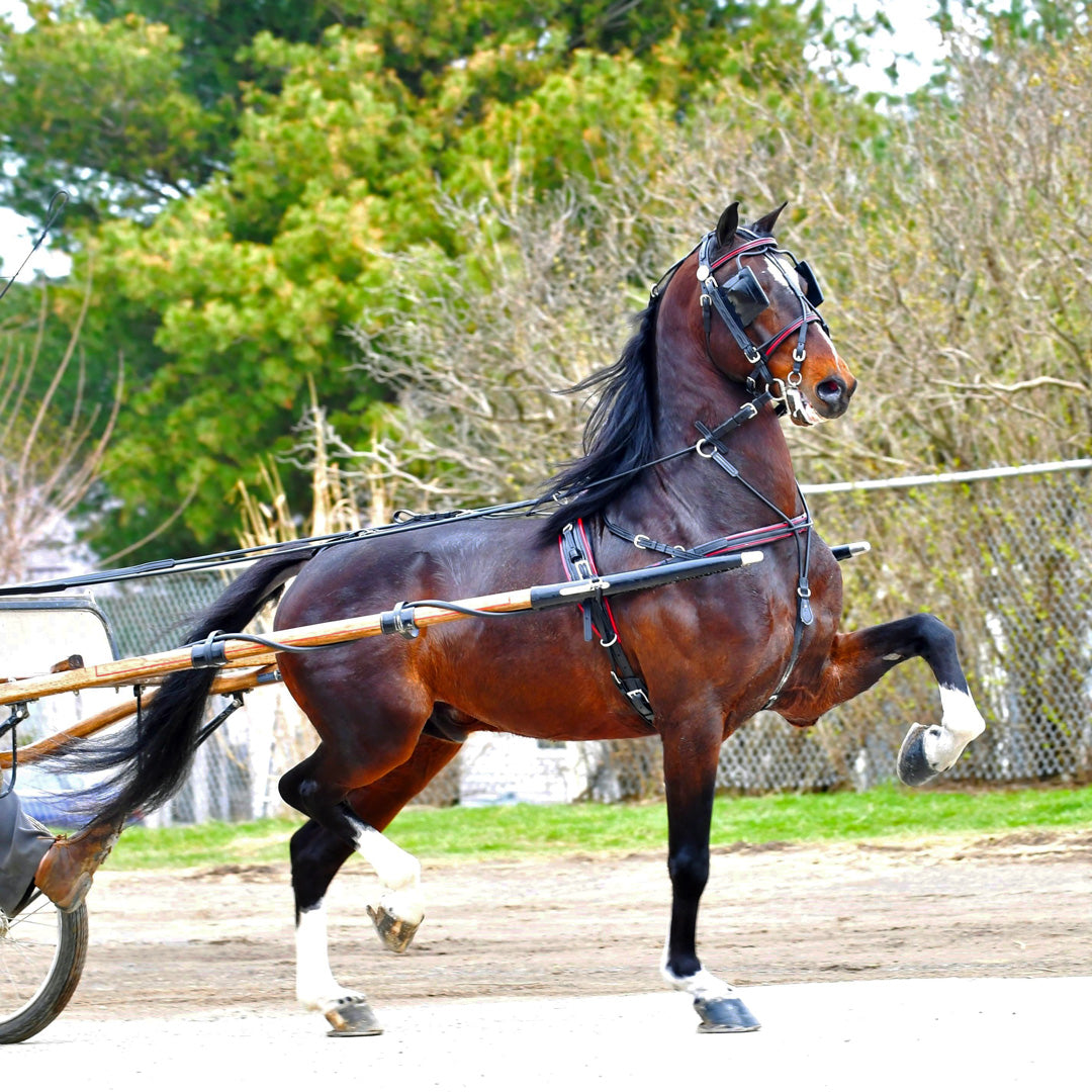 Fine Driving Harness Pony Size