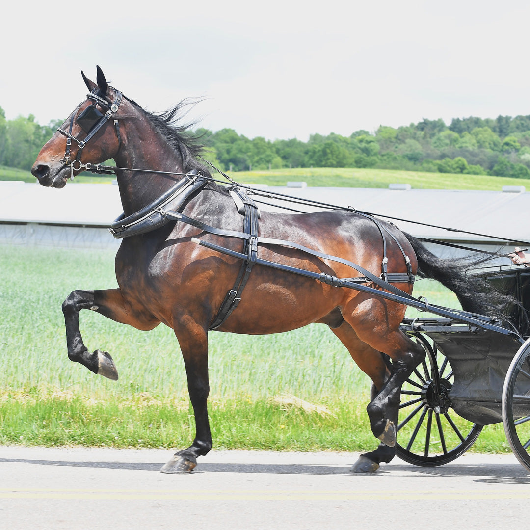 Pleasure Driving Harness with Hames Cob Size