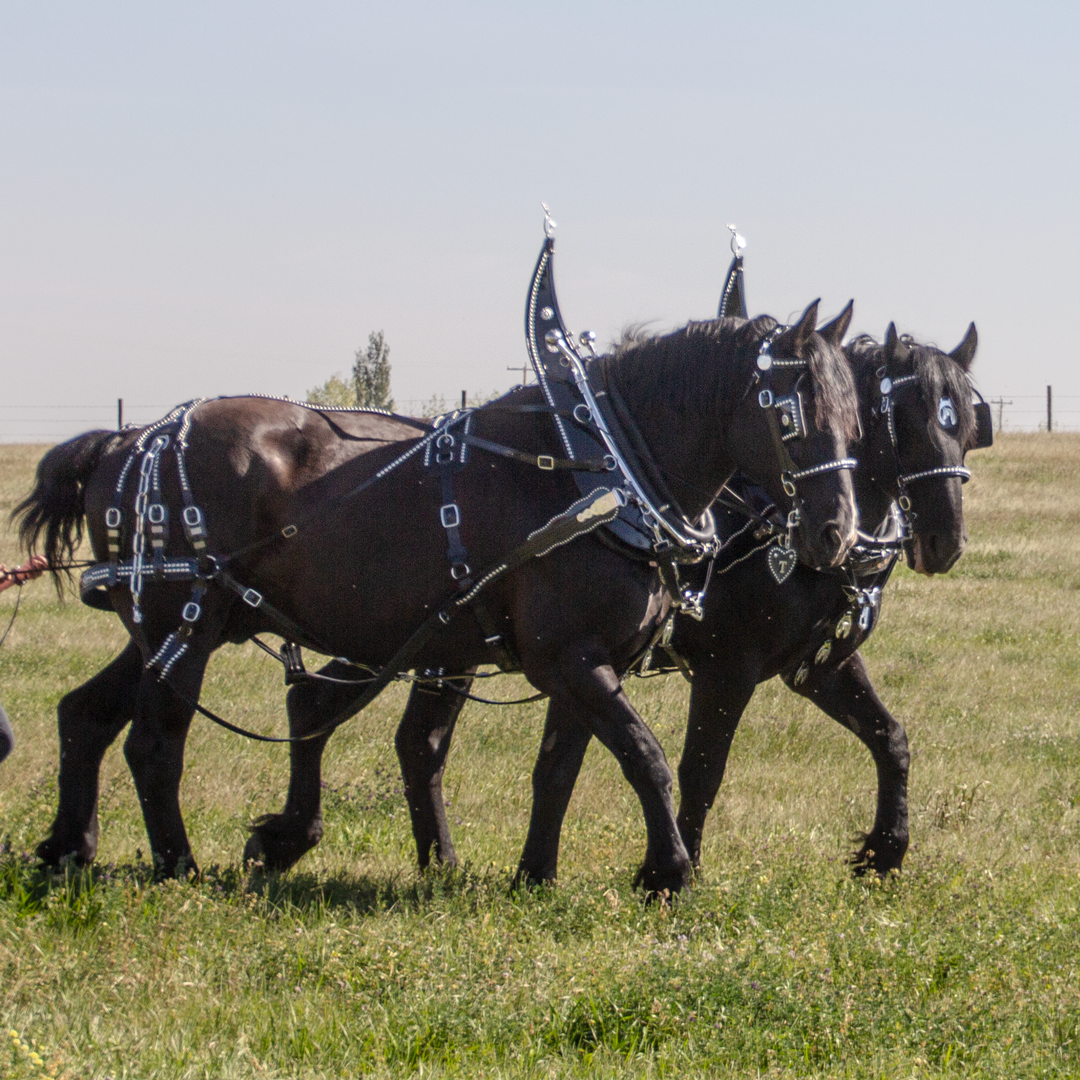 Parade Harness - Single or Team - 0