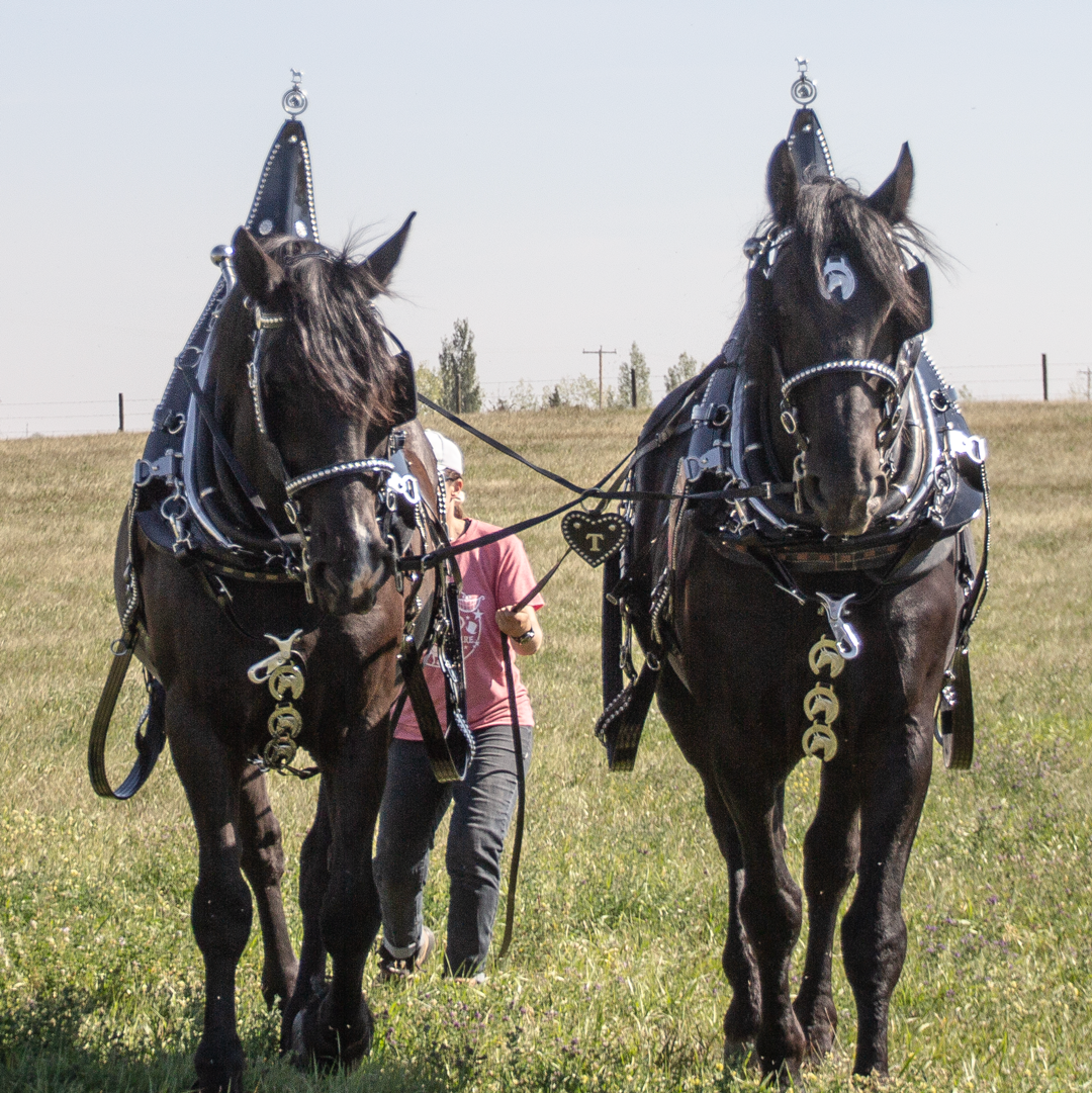 Parade Harness - Single or Team