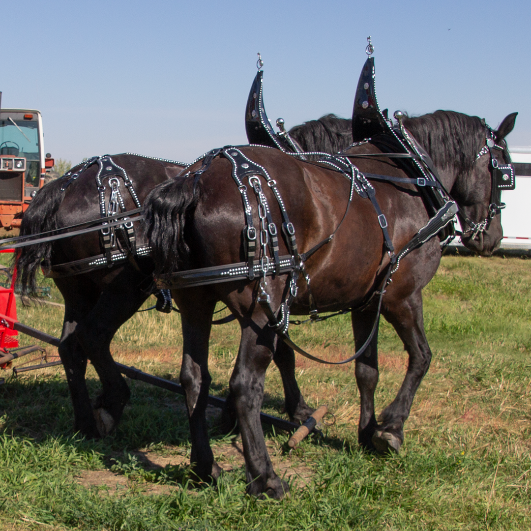 Parade Harness - Single or Team