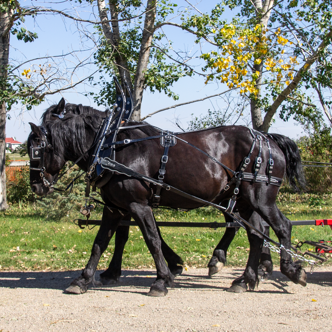 Parade Harness - Single or Team