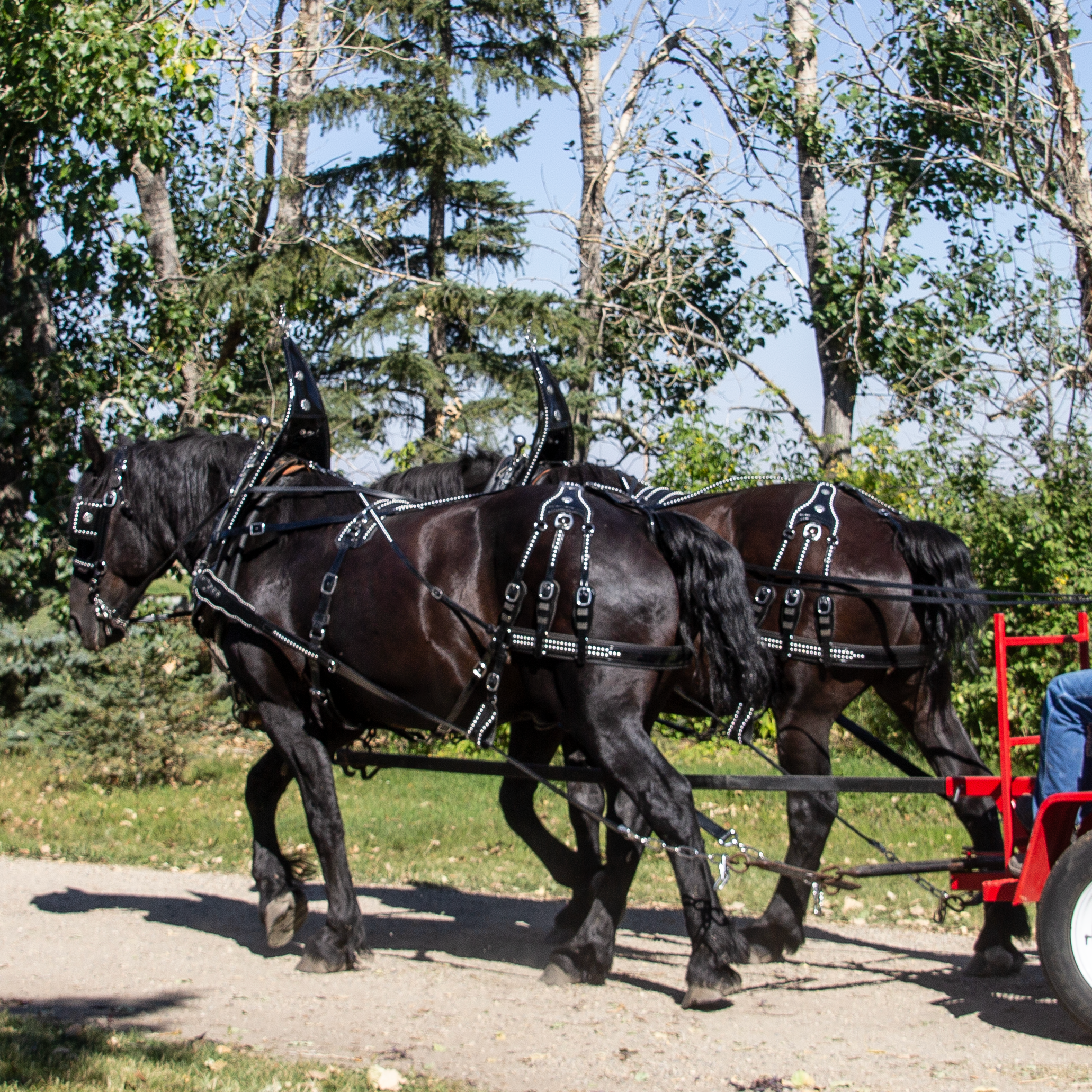 Parade Harness - Single or Team