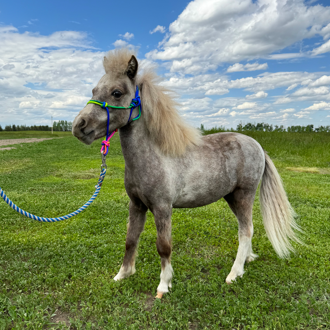 Miniature Multi-Colour Rope Halter - 0