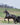 Deep Curve BioThane Driving Harness – Complete