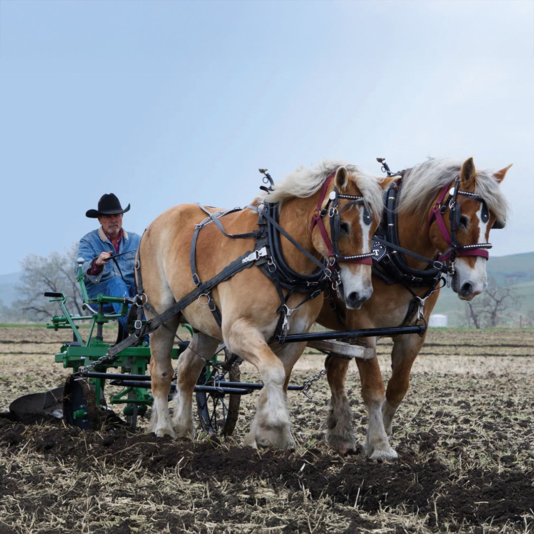 Advanced Horse Driving Clinic