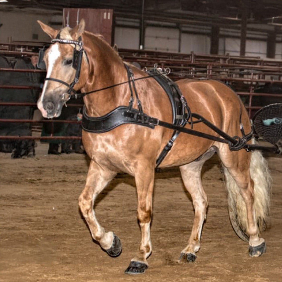 Pleasure Driving Harness – Small Pony