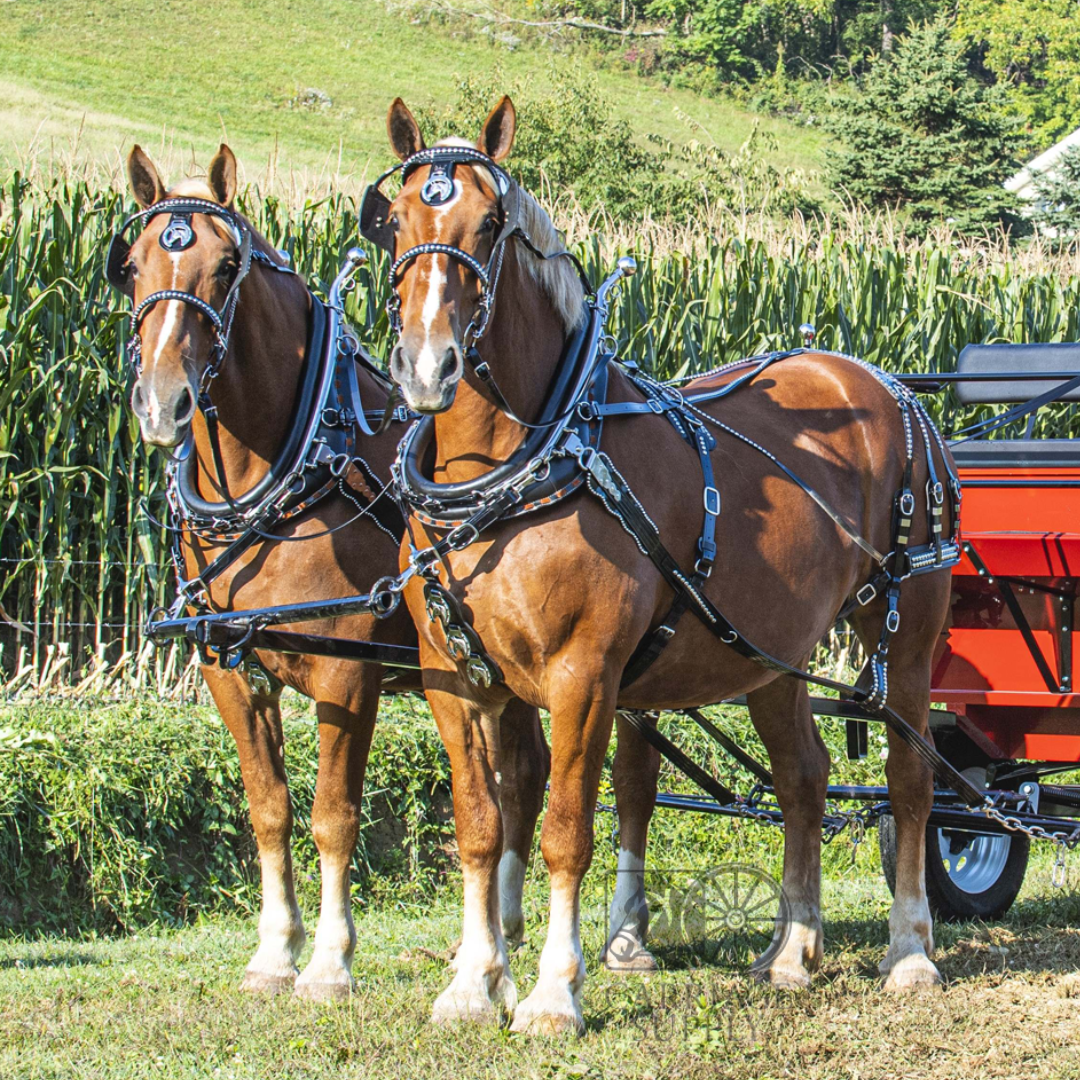 Springhare Harnesses Parade Harness - Single or Team LIGHT Horse Size – Alberta Carriage Supply