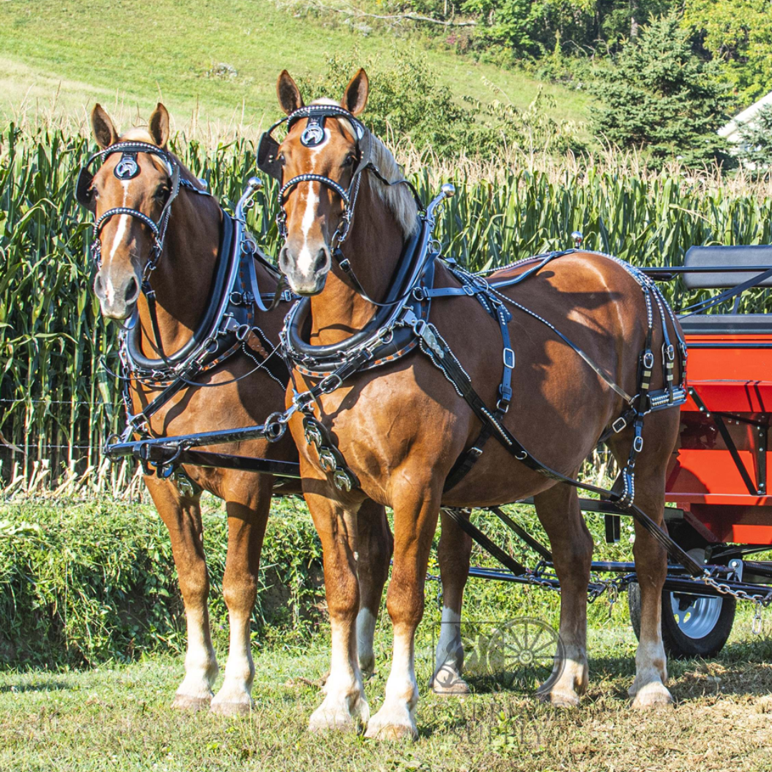 Parade Harness - Single or Team Pony Size