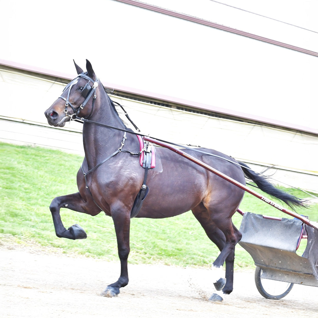 Quick Hitch Sulky Harness Breast Collar Complete Pony Size