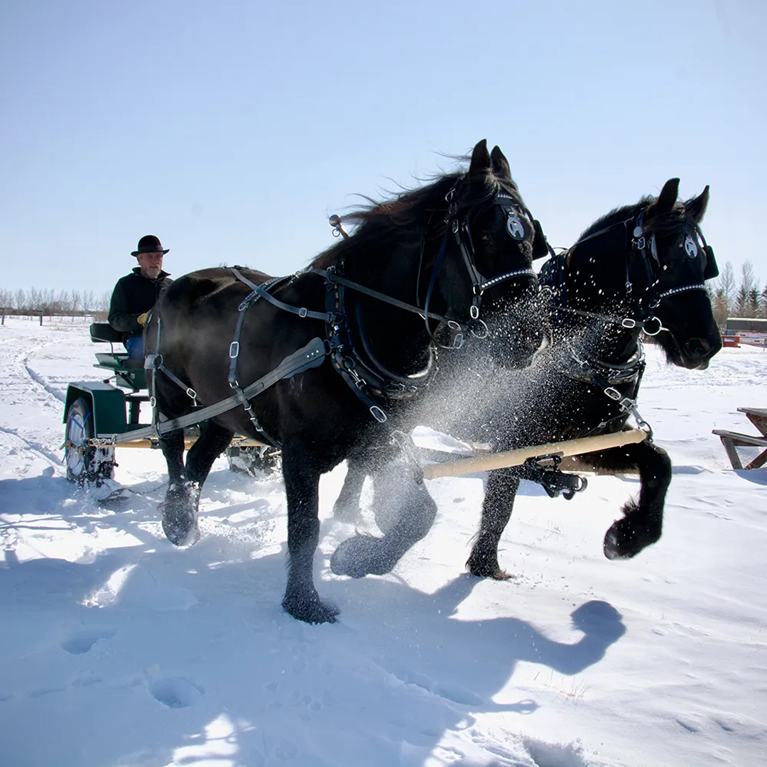 Convert your vehicle quickly. Roll onto the runners and strap them down  Turn your horse cart or wagon into a Sleigh.