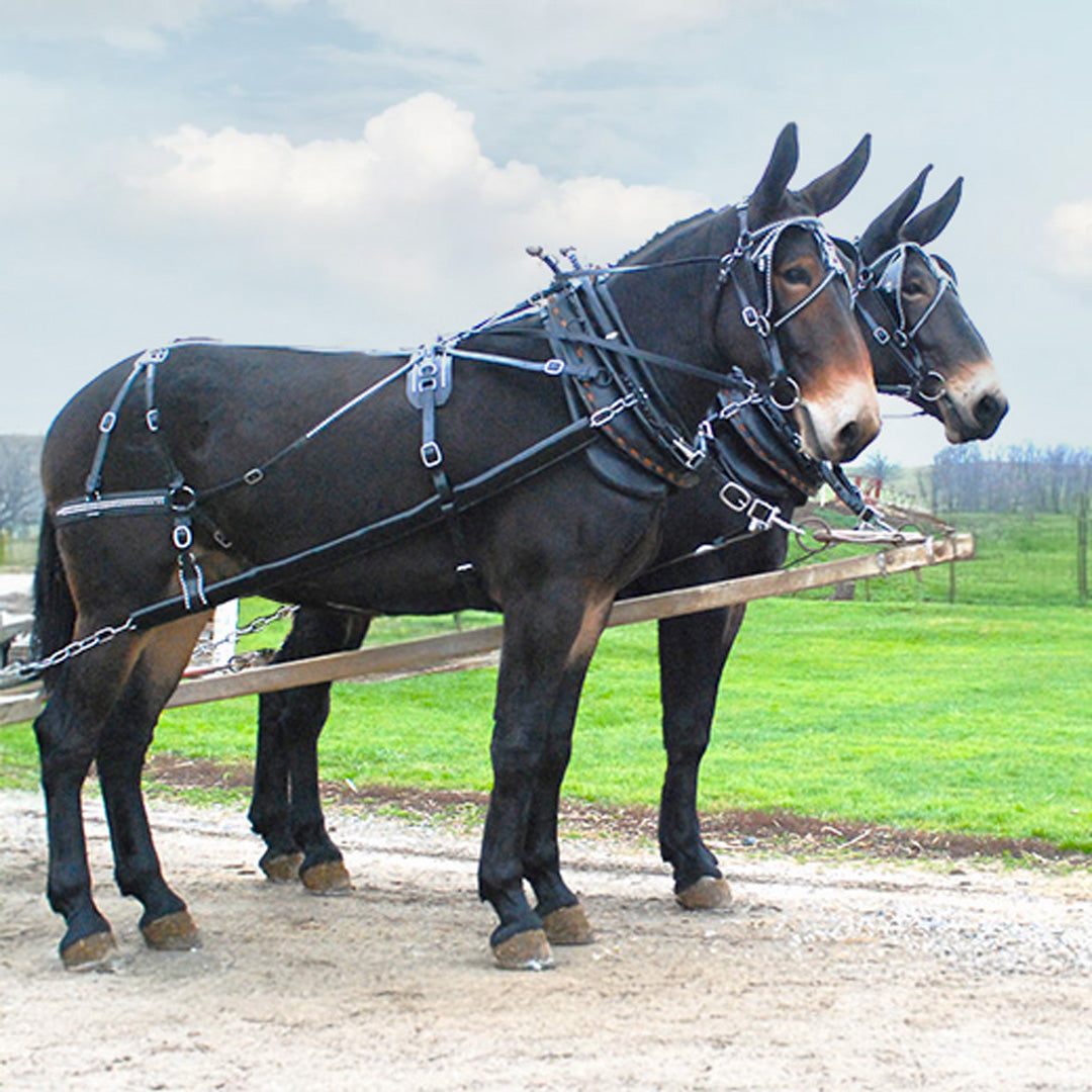 Team Mule Harness