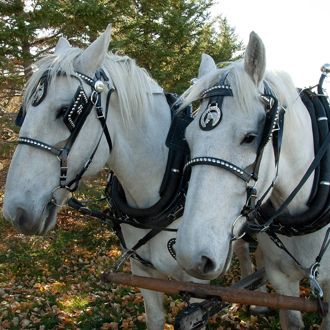 The extra fancy Parade Harness will make an impression for sure with stainless steel accoutrements from nose to tail placed on top-quality Amercian-made BioThane. Unique medallions on the face blinder and hip drops are an extra special touch. Alberta Carriage Supply is your best place for horse driving needs.